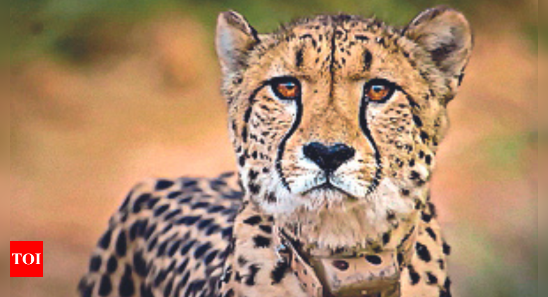 Featured image for Multiple Cheetah Deaths in Indian National Parks