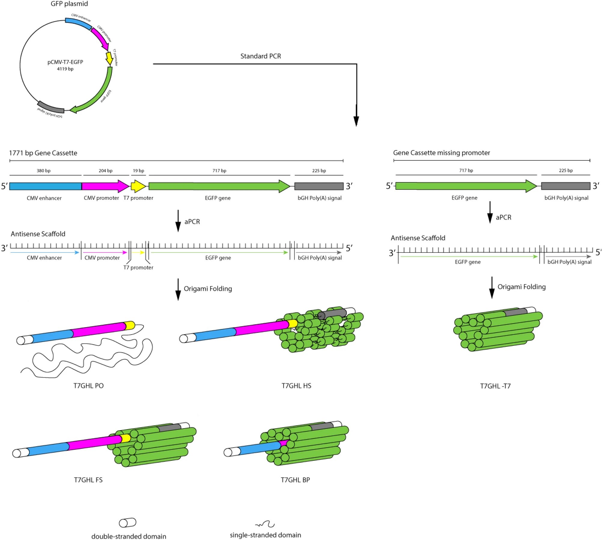 Featured image for "Designing a Dual-Purpose DNA Nanoparticle for Drug Delivery and Therapy"