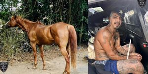 Fugitive's Arrest in Macon Leads to Recovery of Stolen Racehorse and Drugs