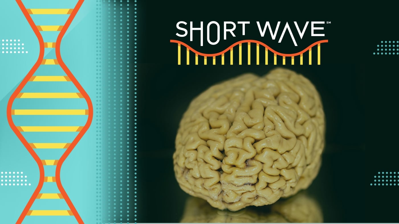 Featured image for Secrets of Super-Agers: How Some Maintain Youthful Minds into Old Age