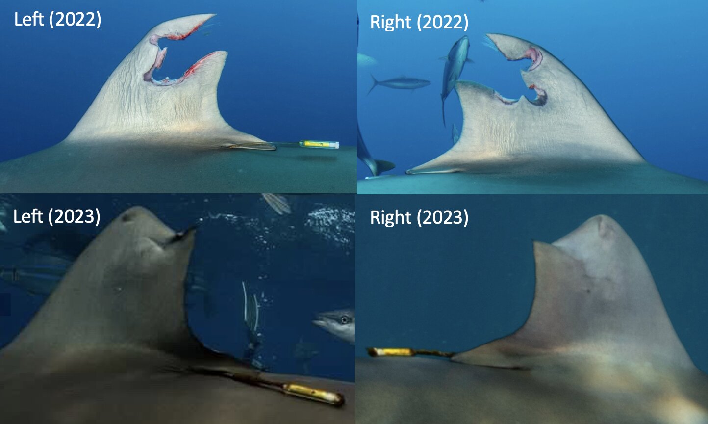 "Silky Shark Demonstrates Remarkable Resilience by Regenerating Wounded Dorsal Fin"