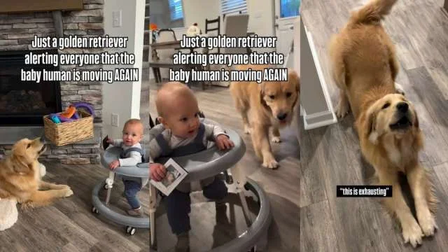 Watchful Golden Retriever Becomes Baby's Babysitter, Alerts Family to Every Move