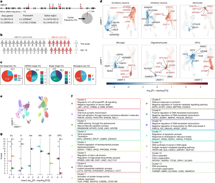 Featured image for ABCA7 Variants Affect Neuronal Phosphatidylcholine and Mitochondria
