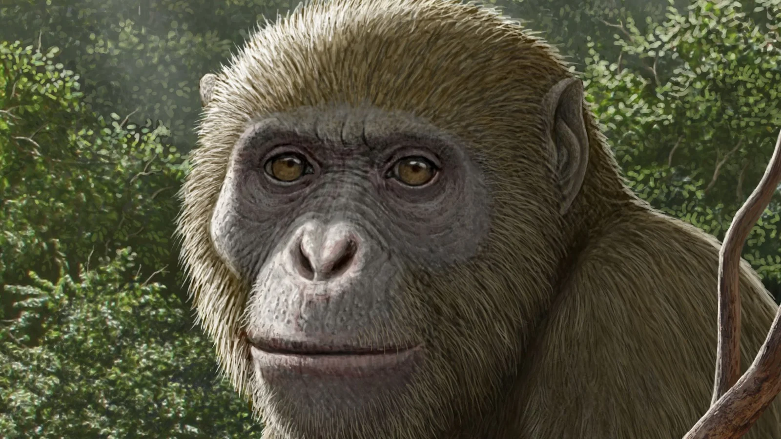 Egypt’s 18-million-year-old ape fossil challenges where apes began
