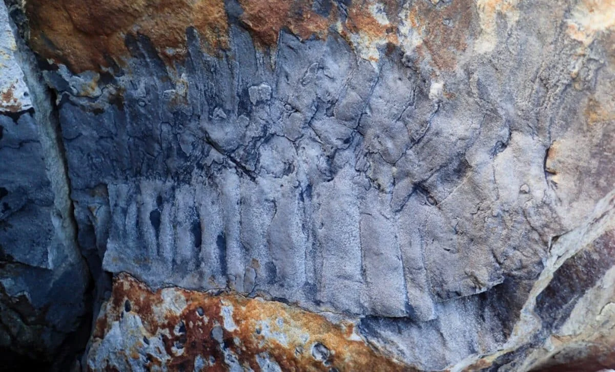 Face Revealed: New Scan Recasts Arthropleura as a Slow Carboniferous Detritivore