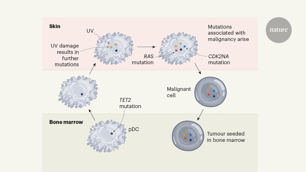 How Ultraviolet Light Affects Precancerous Cells' Evolution