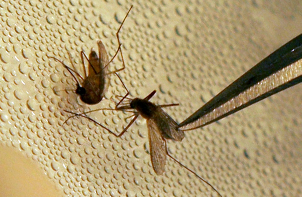 Featured image for West Nile Virus Claims First Victim in Travis County