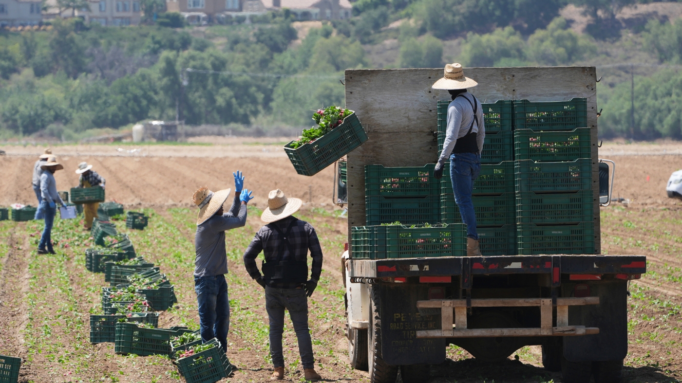Featured image for Immigration Enforcement Sparks Tensions and Disrupts Farm Workforce