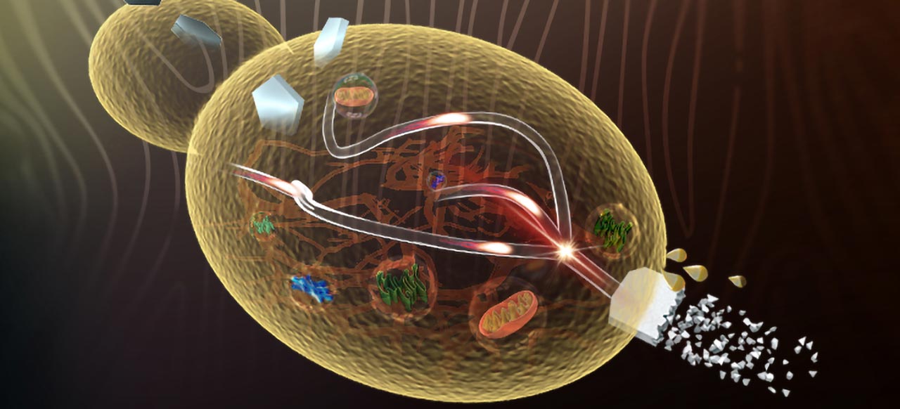 Yeast's Frontier: Revolutionizing Chemical Production with Lignocellulose Bio-Refinery