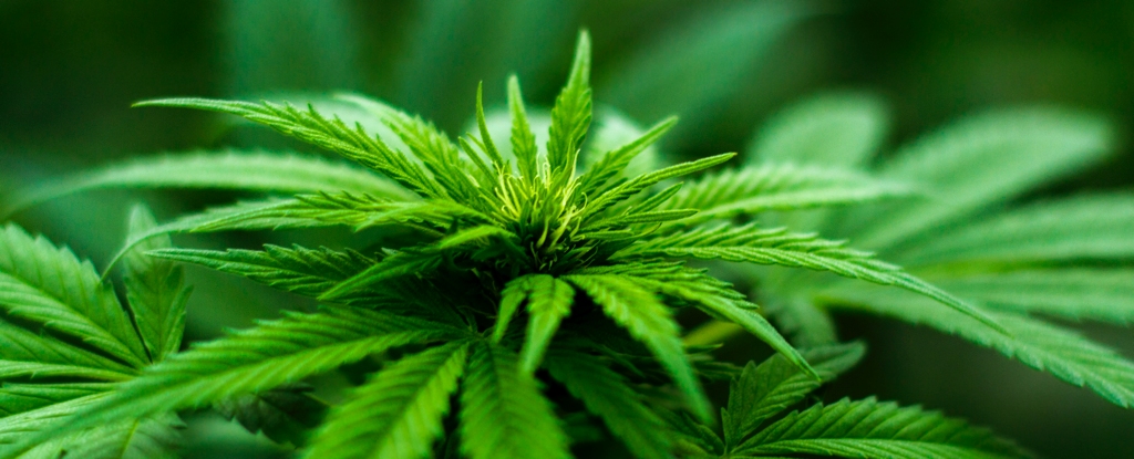 "Groundbreaking Experiment Confirms CBD as Superior Anxiety Treatment Over THC"