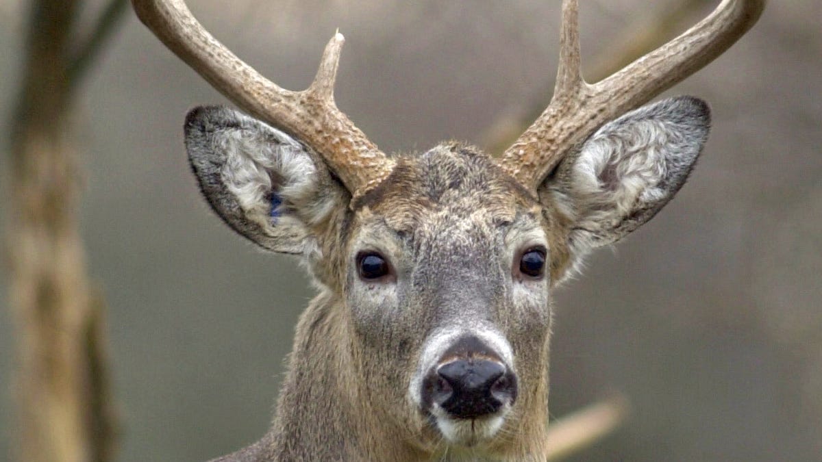 Featured image for Chronic Wasting Disease Detected at Sheboygan County Deer Farm