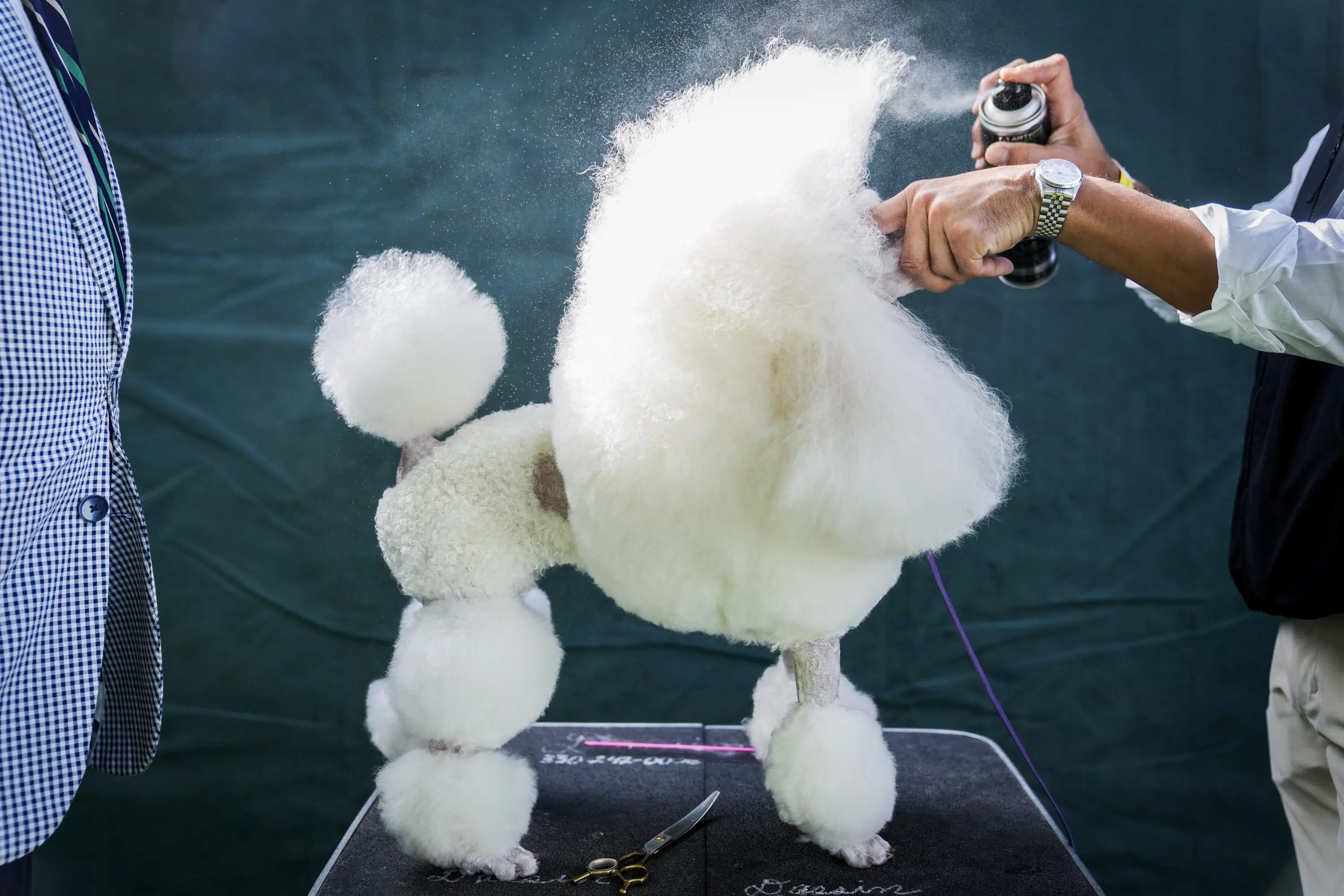 Featured image for Inside the World of the 2023 Westminster Dog Show.