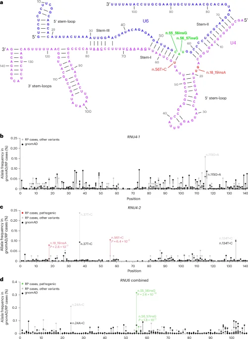 Genetic Mutations in Non-Coding RNAs Linked to Retinitis Pigmentosa and Sight Loss