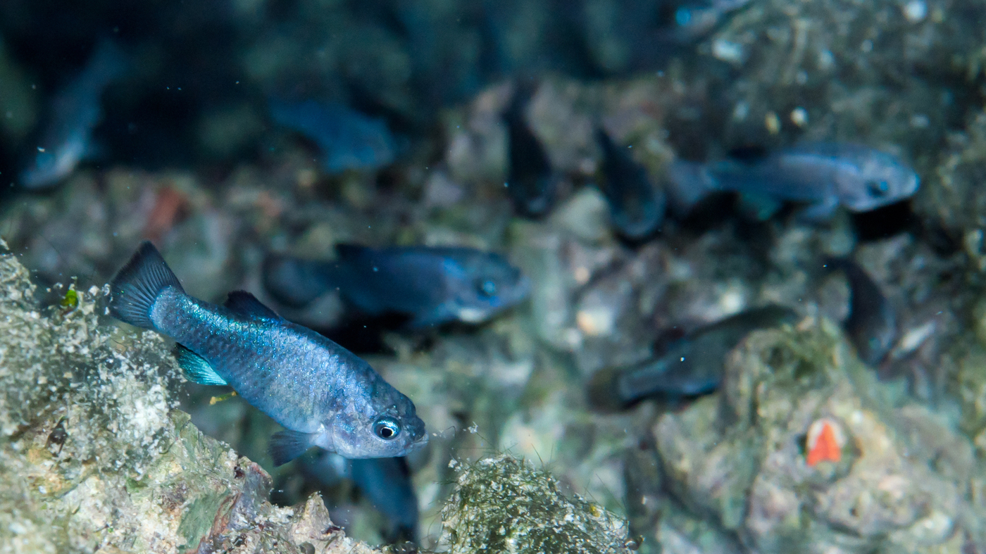 Featured image for Unraveling the Enigma: The Mysterious Recovery of the Endangered Devils Hole Pupfish