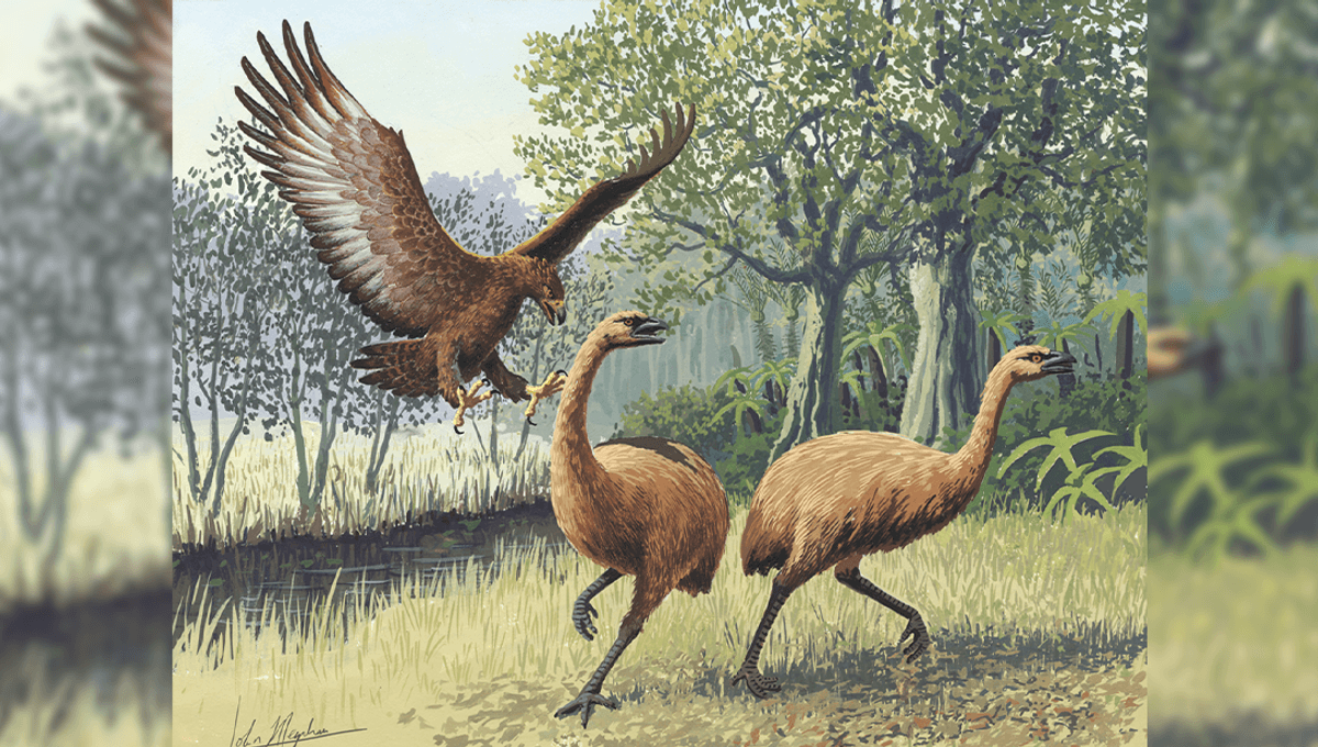 Featured image for Giant Eagle with 3-Meter Wingspan Preyed on Moa