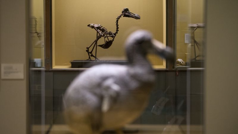 Featured image for Scientists and startups make breakthrough in dodo de-extinction efforts