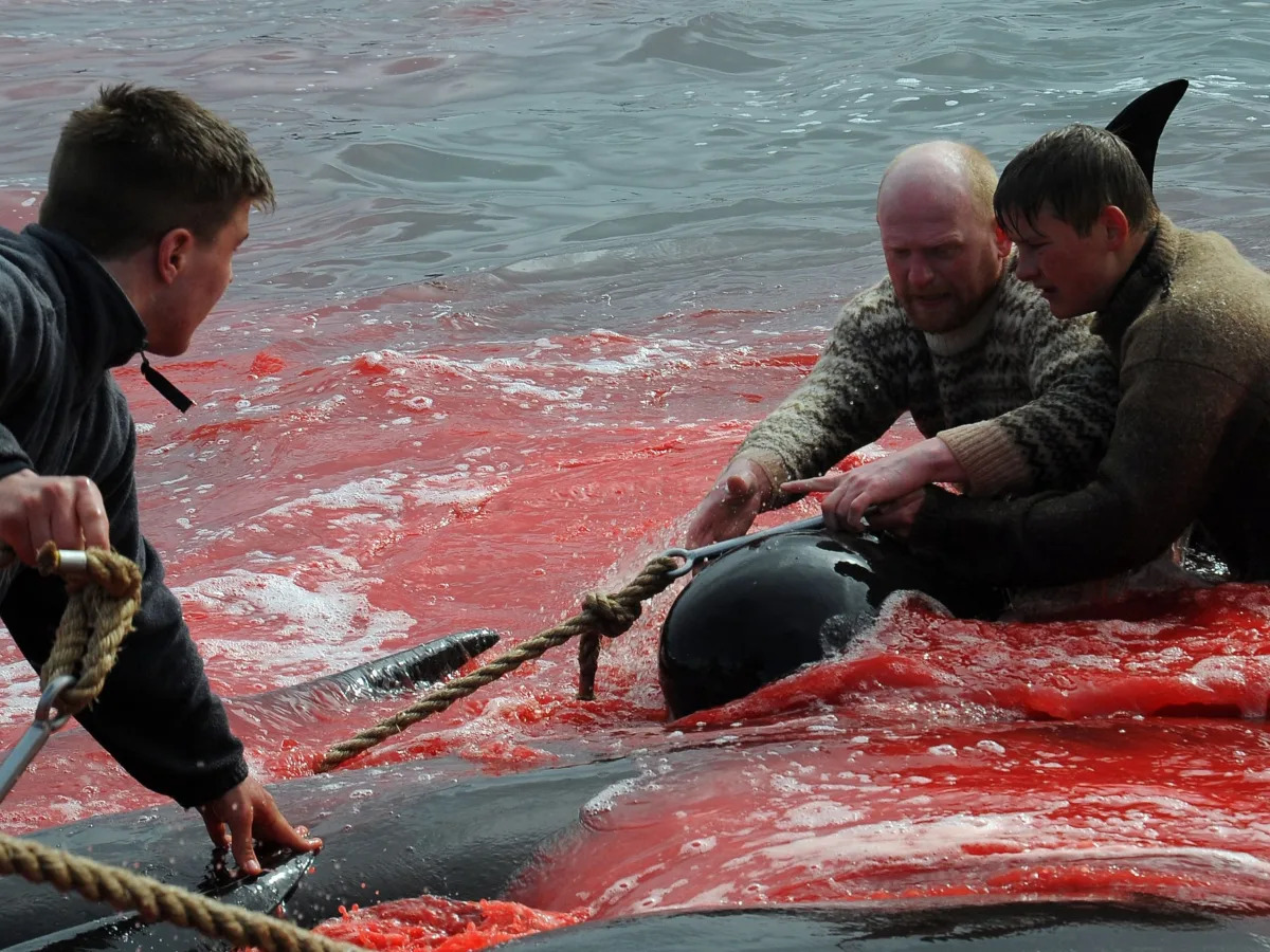 Featured image for Cruise Operator Apologizes for Passengers Witnessing Brutal Dolphin Slaughter