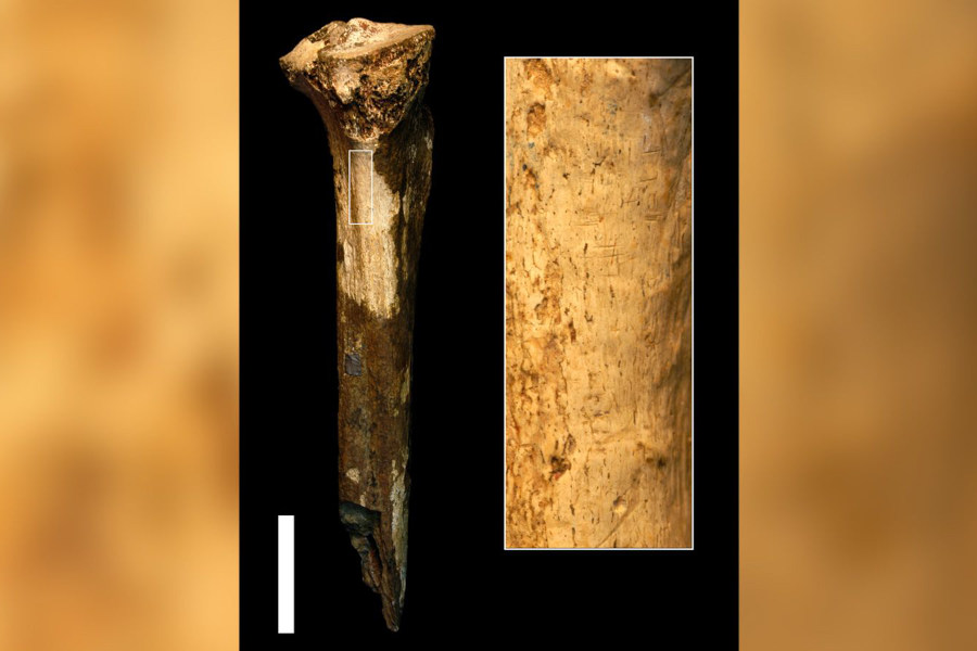 Ancient Human Relatives Engaged in Butchery and Cannibalism
