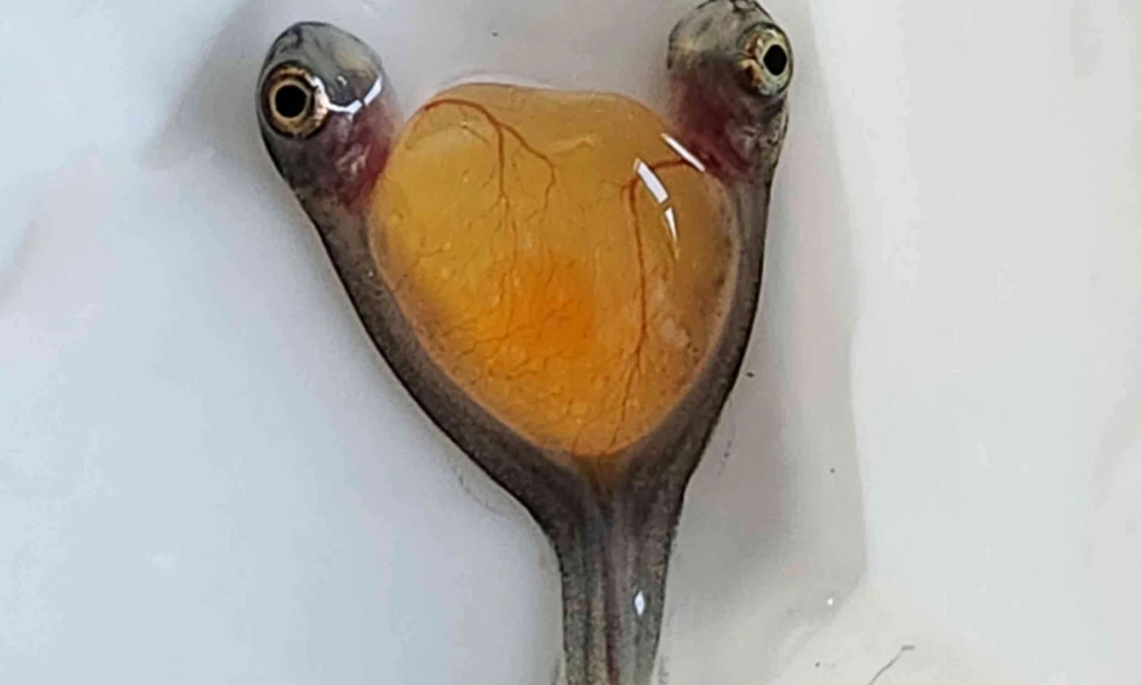Rare conjoined salmon twins found at Ontario hatchery prompt questions about early development