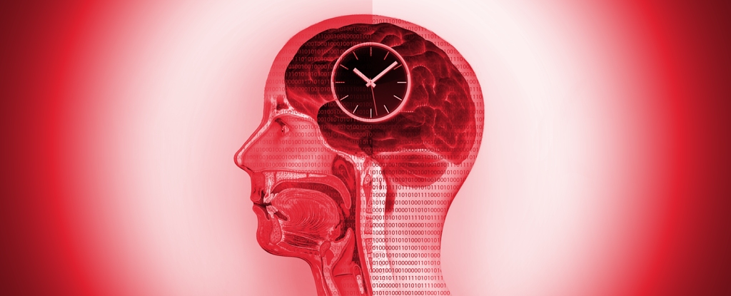 "Fasting-Style Diet Sparks Dynamic Changes in Human Brain"