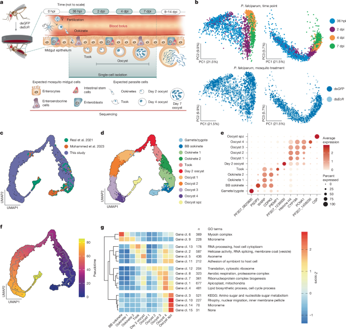 Featured image for Mapping Plasmodium Dynamics in Female Anopheles Mosquitoes