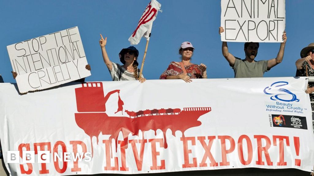 "Stench and Suffering: Livestock Ships Plague Cape Town"