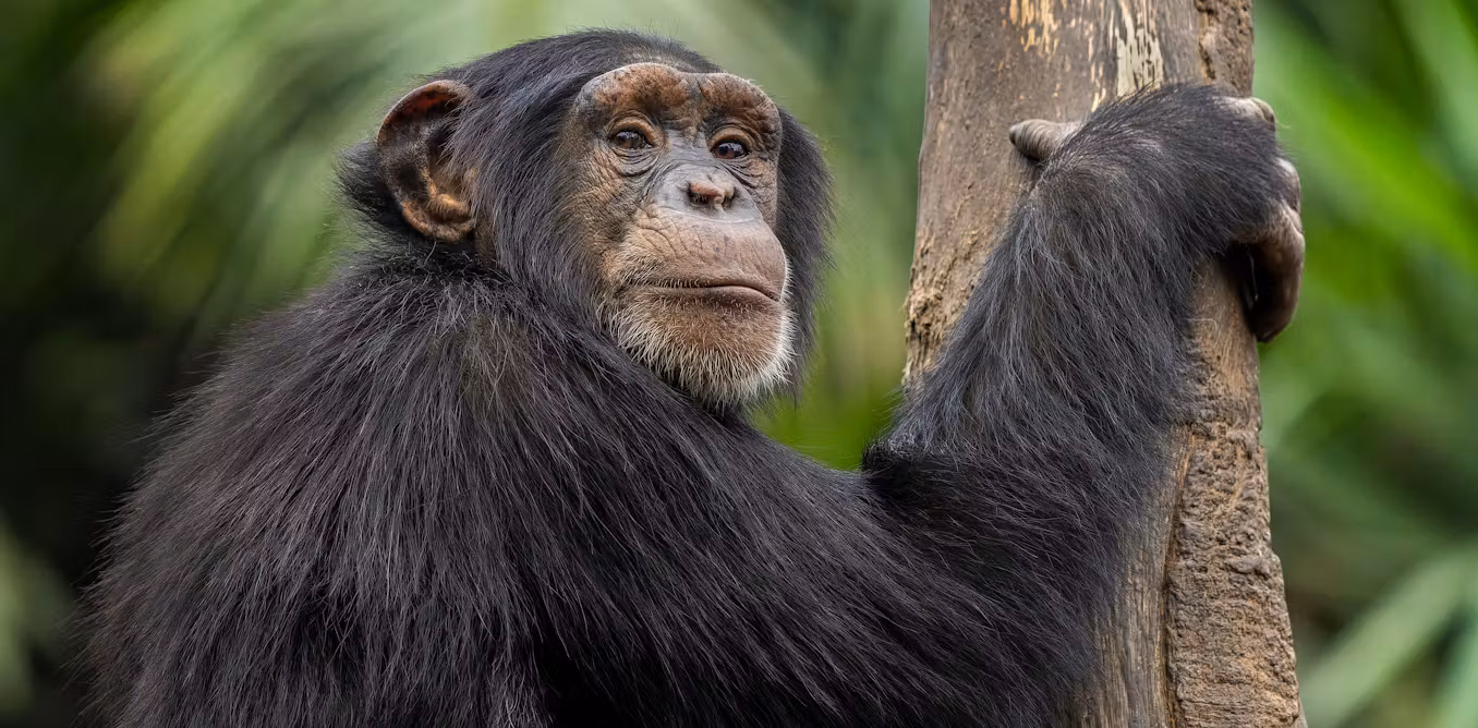 Featured image for New Research Explores Why Females Outlive Males Across Species