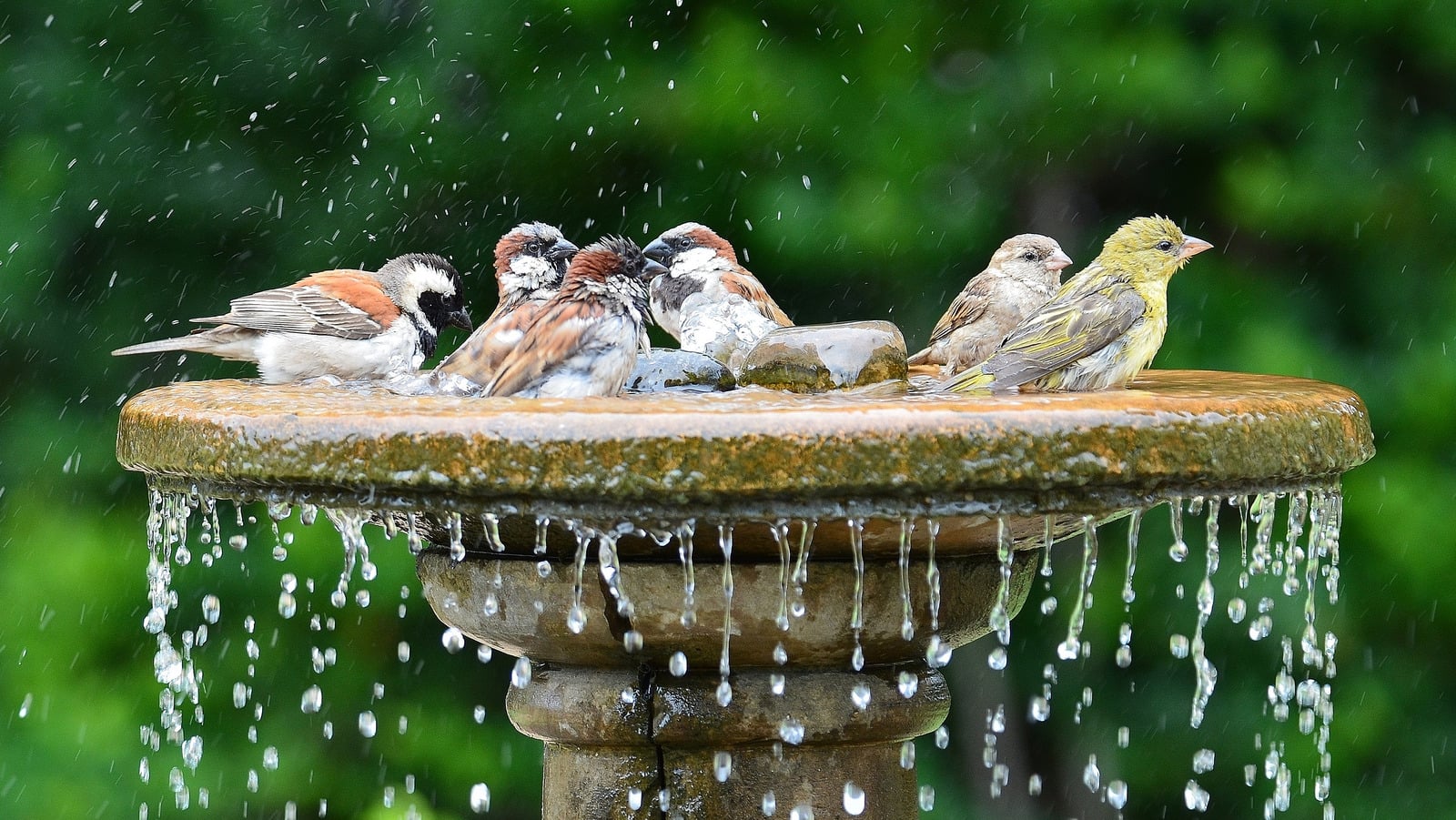 Featured image for "7 Clever Tips for a Sparkling Bird Bath"