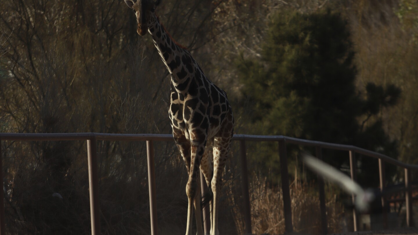"Benito the Giraffe: Relocating to Central Mexico"