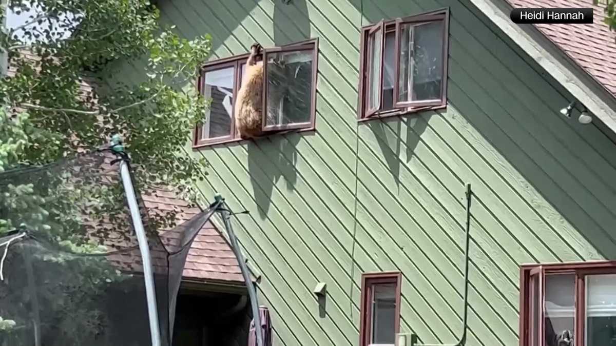 Featured image for Bear Gets Trapped in House After Climbing Through Window