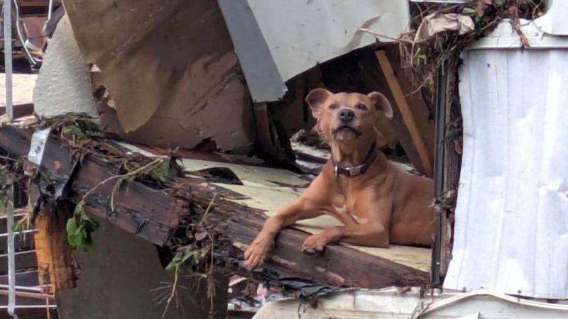Featured image for Rescue Efforts Save Pets from Texas Floods, Offering Hope and Adoption