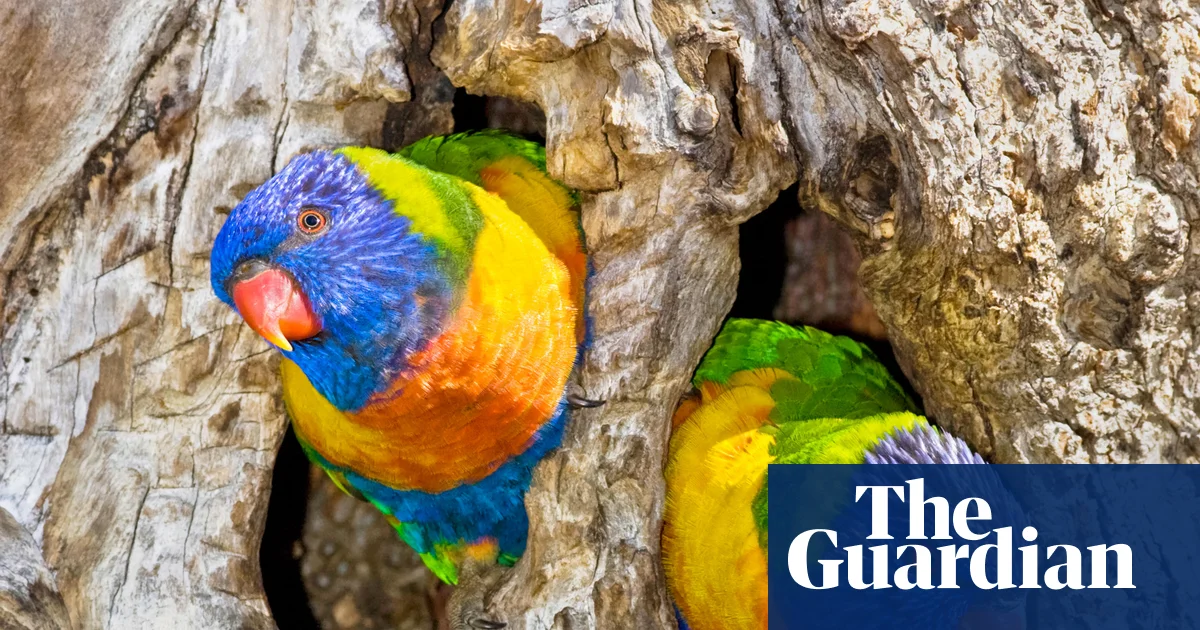 Featured image for Scientists uncover unexpected sex reversal in Australian birds