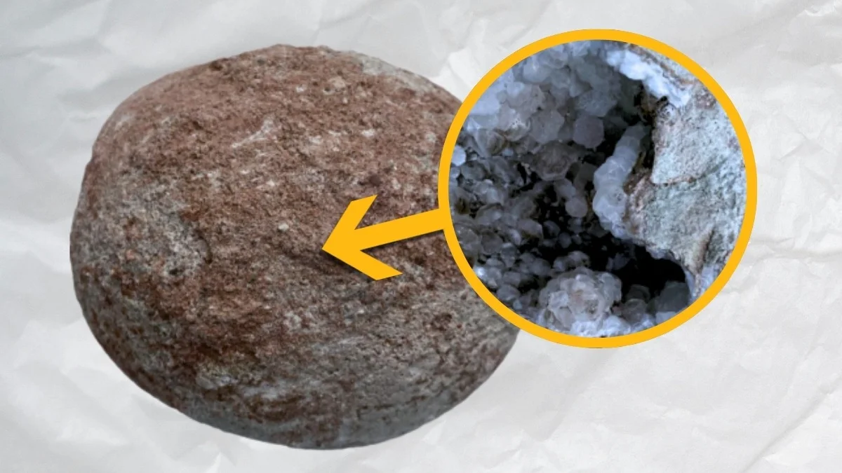 Featured image for 70-Million-Year-Old Dinosaur Egg Reveals Unexpected Crystal Treasure