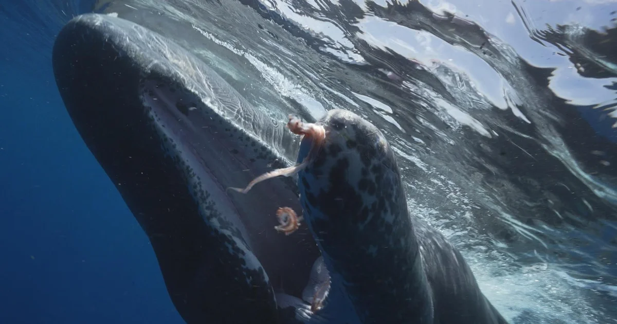 Featured image for The Importance of Sperm Whales in Ocean Conservation.