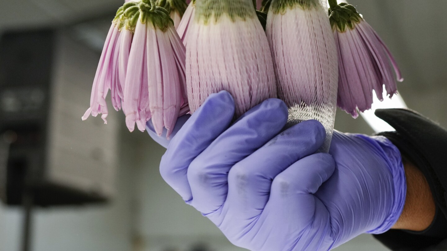 Featured image for "Valentine's Day Flower Traffic Soars Through Miami Airport"