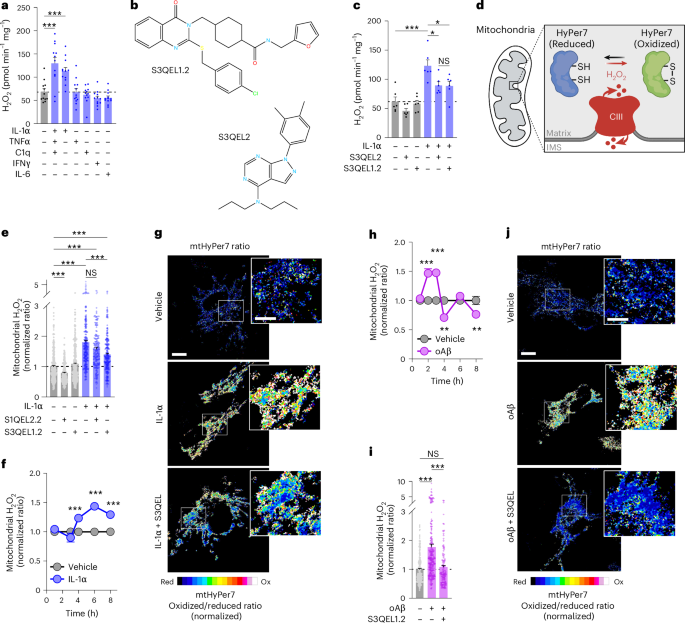 Featured image for Mitochondrial ROS in Astrocytes Drive Neuroinflammation and Dementia