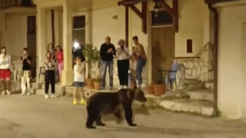 Featured image for "Fatal Shooting of Beloved Bear Mother Sparks Outrage in Italy"