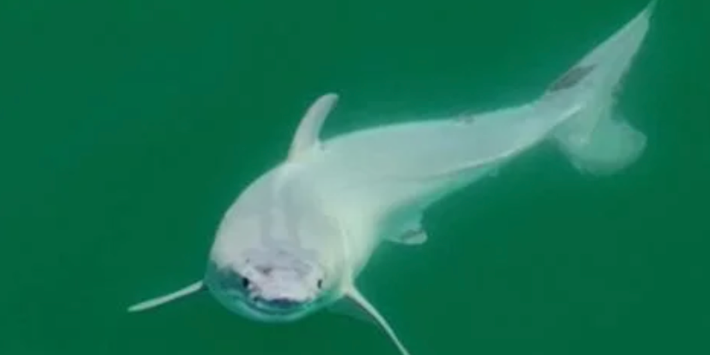 Featured image for "Unprecedented Drone Footage Captures Live Birth of Great White Shark"