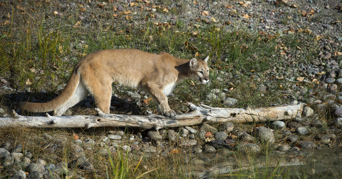 Featured image for "Cougar Injures Cyclists in Washington Trail Attack"