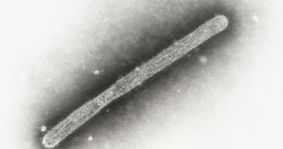 Featured image for Bird Flu Outbreak Quarantines Pinal County Poultry Farm