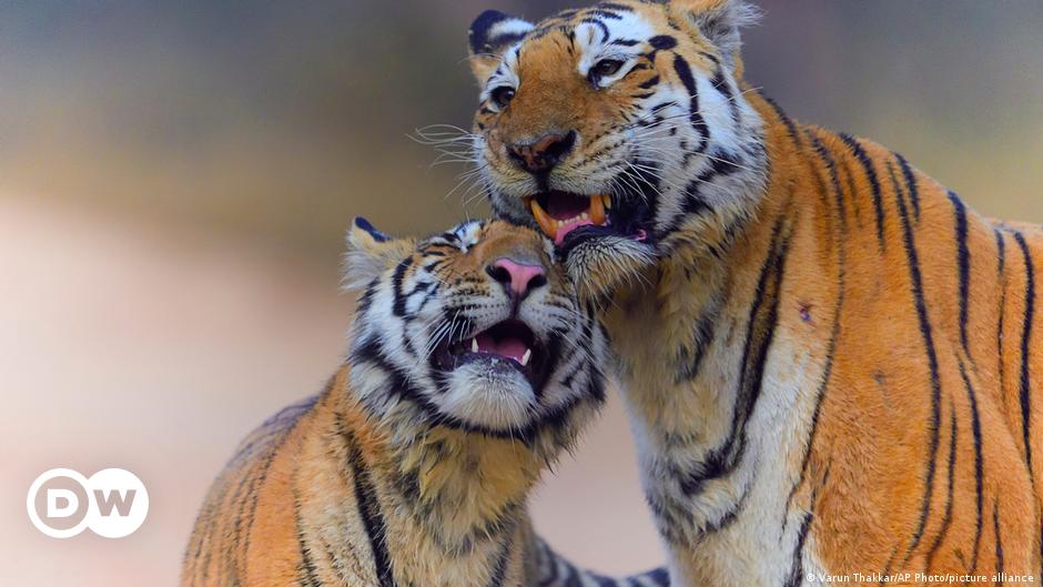 India's Tiger Population Reaches Milestone of 3,000+