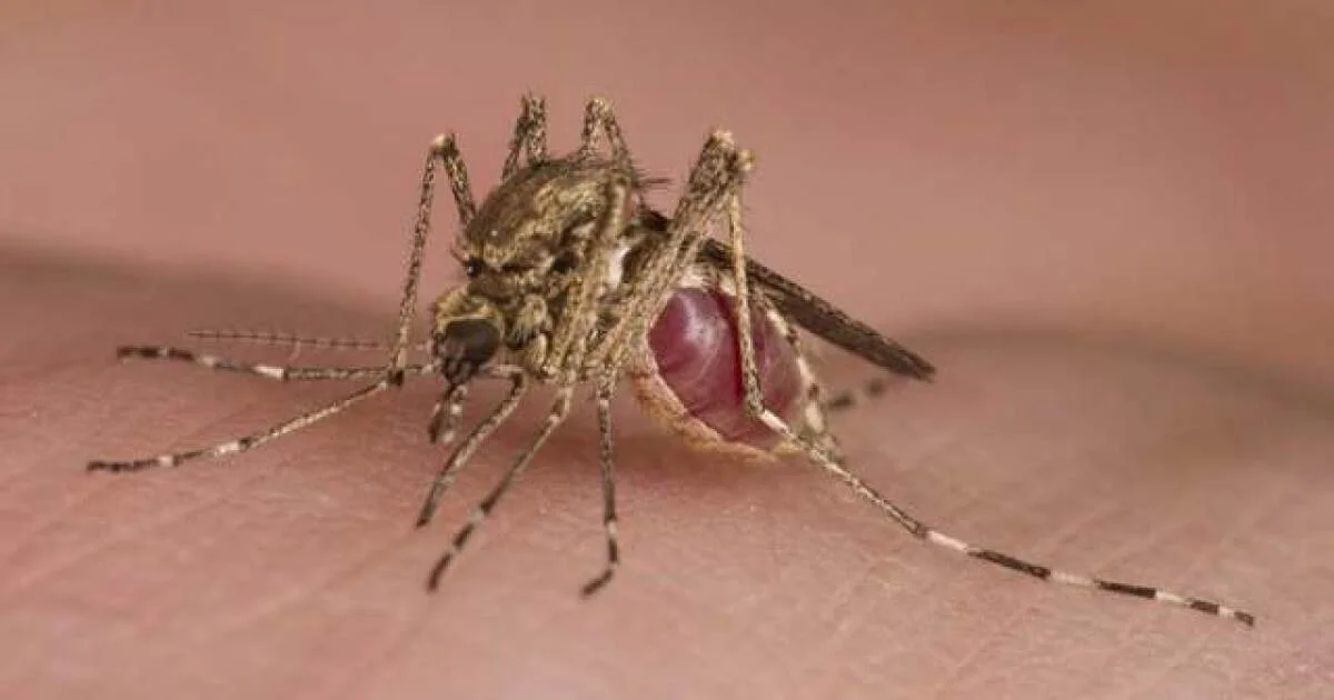 West Nile Virus Spreads to Multiple Counties, Raises Concerns