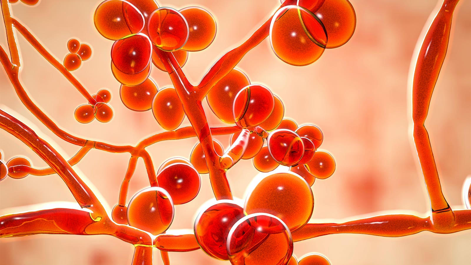 COVID-19 Increases Fatality of Fungal Infections, CDC Study Shows