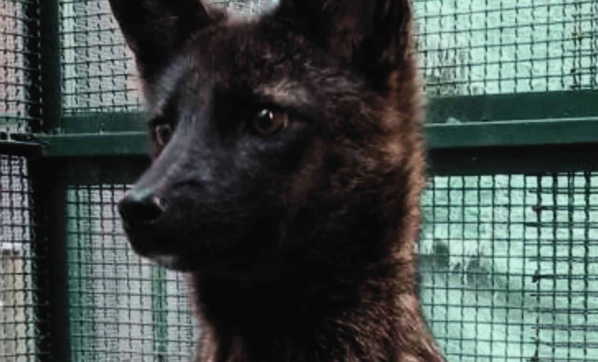 Featured image for Dogxim: The Unique Hybrid Animal Raising Scientific Concerns