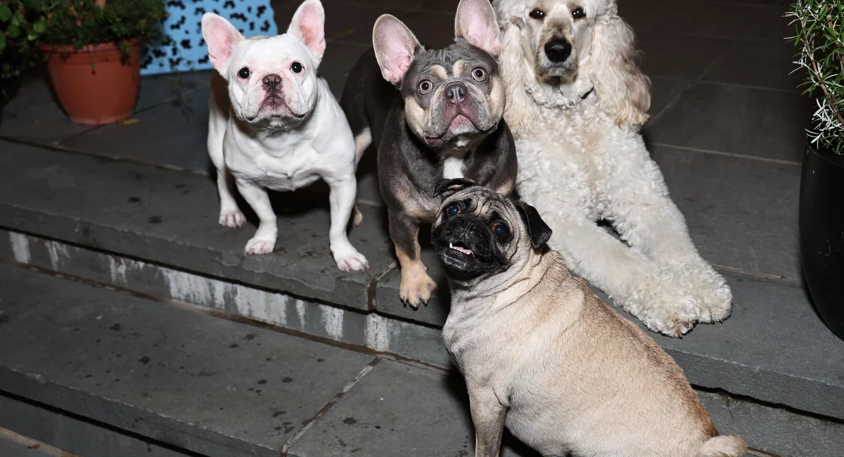 Featured image for Mysterious Dog Respiratory Illness Spreads Nationwide, Experts Urge Caution