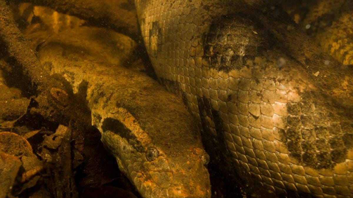 "World's Largest Anaconda Killed by Gunshot in Brazilian Amazon"