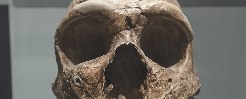Featured image for Neanderthal DNA's Impact on Modern Human Brain and Behavior