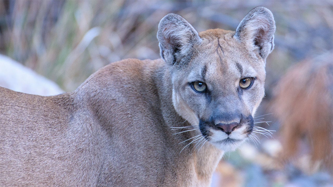 Fatal Mountain Lion Attack Claims One Life and Injures Another in Northern California
