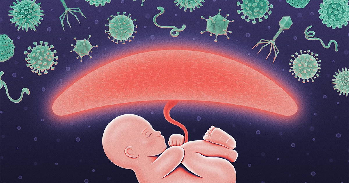 The Protective Power of a Fake 'Infection' During Pregnancy