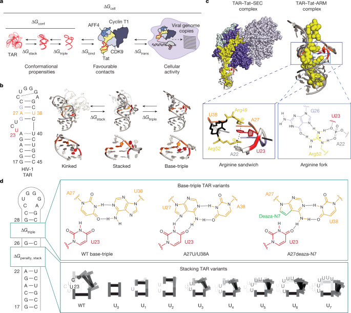 Featured image for RNA structure dictates cellular function.
